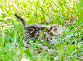 Tabby kitten walking on summer grass