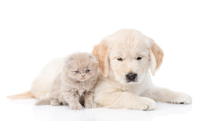 Golden retriever puppy and kitten lying together. isolated on white background