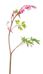 isolated garden branch with pink small flowers