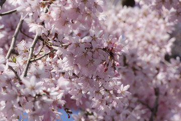Japanese cherryblossom