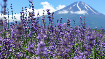 selection focus lavender on blur Fuji Mountain background in summer