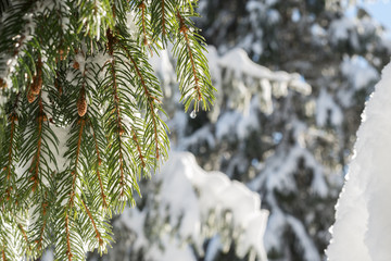 Drop of water is sparkling in the sunshine on a green spruce branch