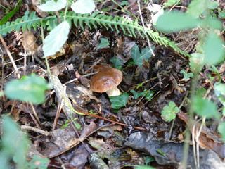 Cueillette de bolet bai en foret