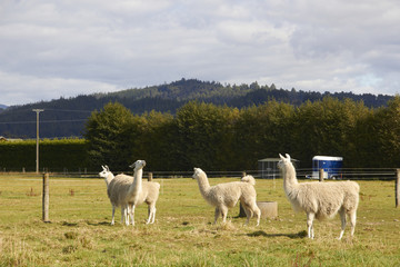 Naklejka premium Four alpacas relaxing at the farm