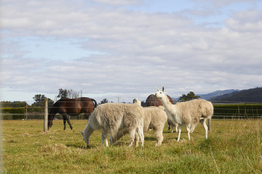 Alpacas and horses at the farm with sky and mountain