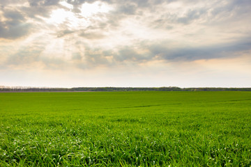 Obraz premium Green field and sky, sky with clouds, green grass,spring summer concept, nature concept