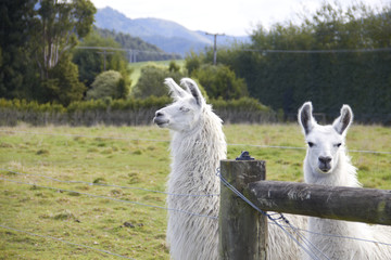 Naklejka premium Alpaca looking at camera