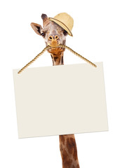 Obraz premium Funny Safari Giraffe Carrying Blank Sign