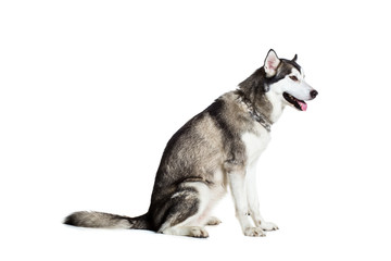 Alaskan Malamute sitting sideways, isolated on white