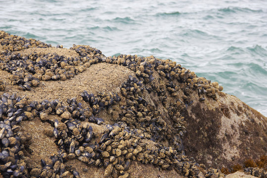 Black mussel on the rock