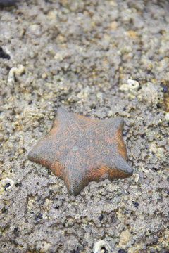 Die starfish on the rock