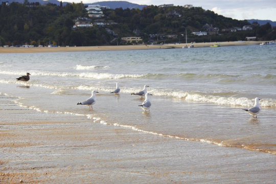 Five black billed gull & shore bird on the beach