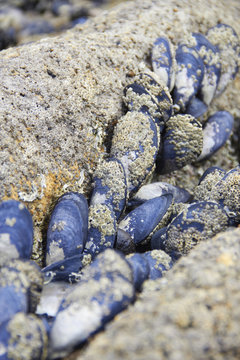 Black mussel on the rock