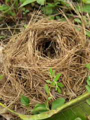 Bird nest on the ground
