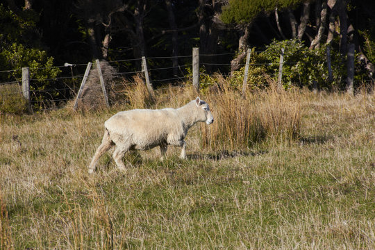 Sheep walking on nature green meadow