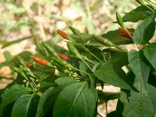 Obraz na płótnie Canvas Thai chilli tree.