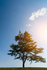 Single tree over blue sky with warm sunrise
