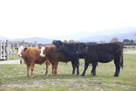 Four highland cattles at the farm in a row