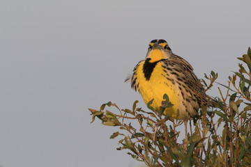 Eastern Meadowlark perched at sunrise on Joe Overstreet Road near Lake Kissimmee Florida