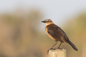 Female Boat-tailed Grackle