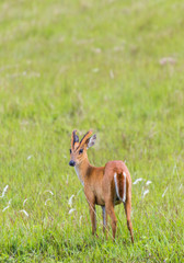 Roe-deer in the grass,wildlife