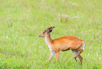 Roe-deer in the grass,wildlife