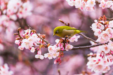 The Japanese White eye.The background is winter cherry blossoms. Located in Shinjuku, Tokyo...