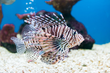 beautiful red lionfish (Pterois miles) portrait