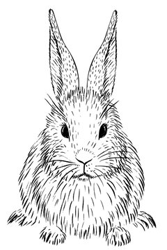 sketch of rabbit