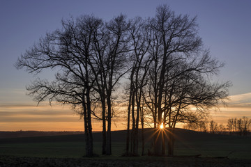 Groupe d'arbres au soleil couchant