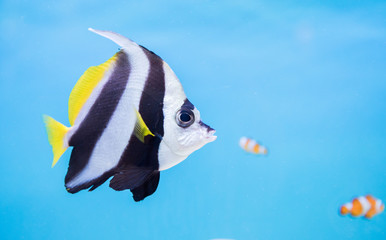 beautiful butterfly fish on blue background