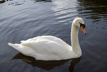 White Swan