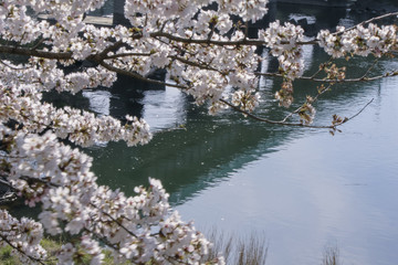 Fototapeta na wymiar shiroishikawa-tsuzumi-Hitome-senbon-sakura in Japan