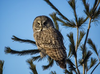Great Gray Owl