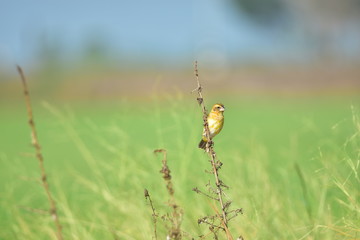 Asian golden weaver