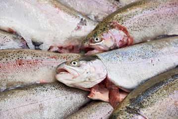 Cooled fish trout on store