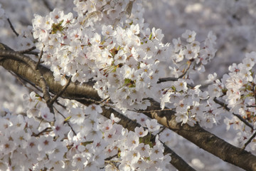 Japanese cherryblossom