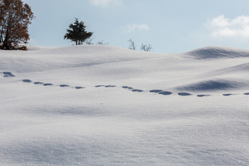 Fototapeta na wymiar in the winter snow mountains and trees.