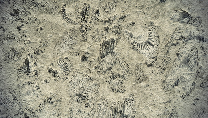 Ammonite fossils on a rock