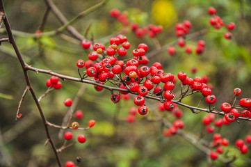 Pyracantha fruit closeup 