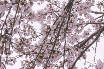 Fototapeta premium Japanese cherryblossom