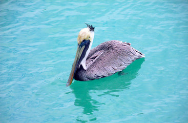 Brown Pelican