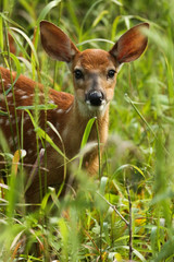 White-tailed deer fawn in tall grass.