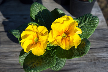 Potted yellow primrose on the wooden table