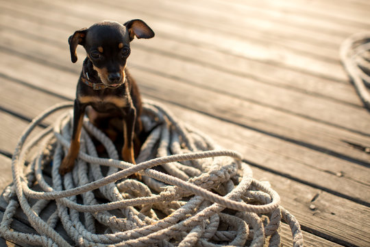 Dog miniature Pinscher puppy