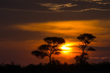 Fototapeta na wymiar Beautiful sunset in the African savanna. The orange glowing sun is setting between two trees under a cloudy sky