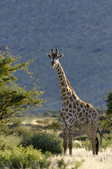 South African Giraffe or Cape Giraffe (Giraffa giraffa giraffa).  Southern Kalahari. Northern Cape. South Africa.