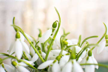 Snowdrops bouquet by the window close