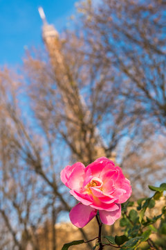 Pink rose flower in a park on a sunny autumn day in paris with trees and the Eiffel tower behind it under blue sky 