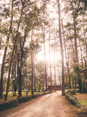 Obraz premium Pine forest with warm light filter in Chiangmai, Thailand
